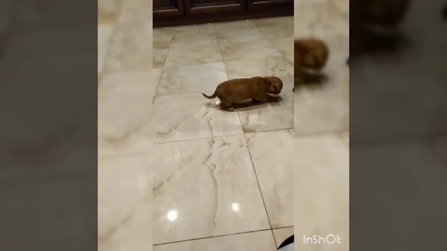 #красивыечихуахуа #щенкичихуахуа #чихуахуа