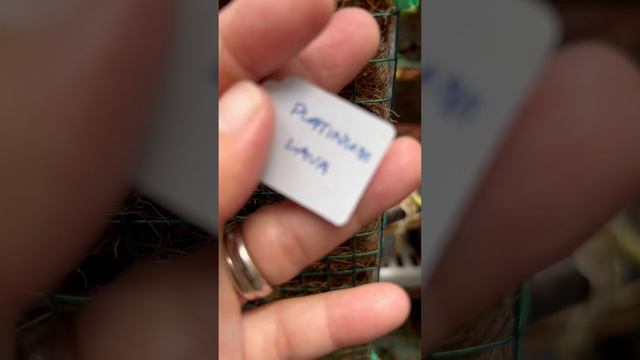 Scindapsus Platinum Lava смотреть онлайн