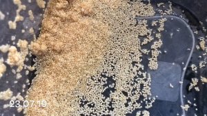 АМАРАНТ КАК ПРОРАЩИВАТЬ СЕМЕНА / ОТВЕТ НА КОММЕНТАРИИ