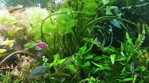 Разрыв Догм и Шаблонов на примере 3го за месяц #нереста #Скалярий в аквариуме 19 м. без подмен.