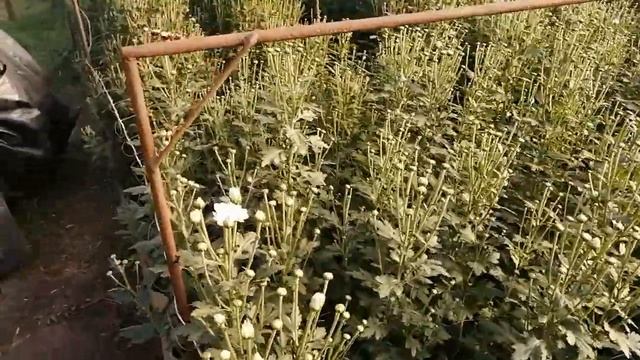 Хризантема Бакарди /Выращивание смотреть онлайн