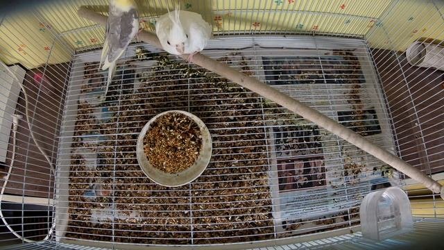 Попугаи Кореллы - первые деньки в нашем доме