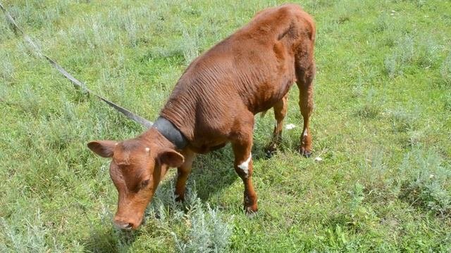 Маленький теленок Видео для детй