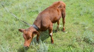 Маленький теленок Видео для детй