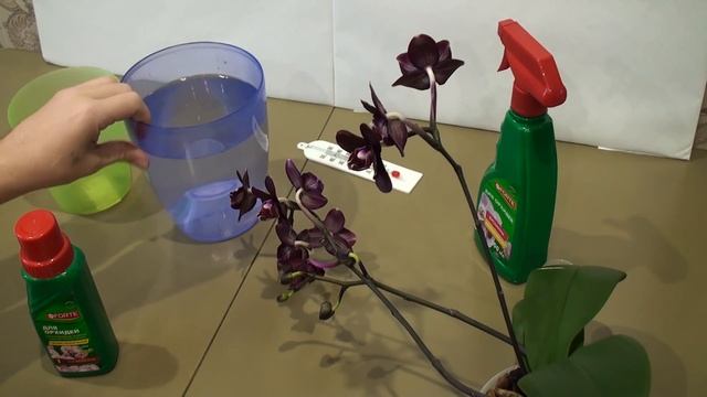УДОБРЕНИЕ ЦВЕТУЩЕЙ ОРХИДЕИ ответы на вопросы смотреть онлайн