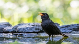 Черный дрозд на водопое (без авторского комментария)