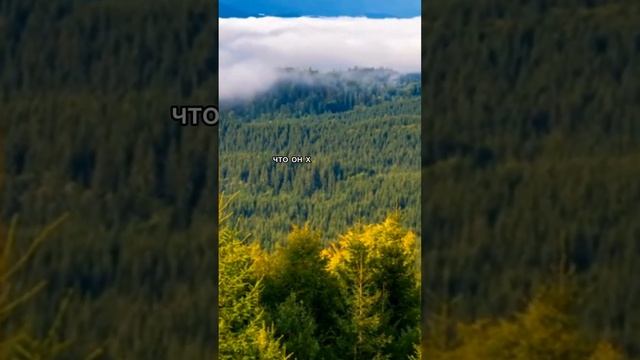 Самодостаточность - это...