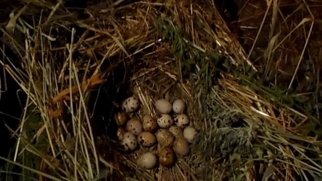 Может ли курица высидеть перепелиные яйца? часть 1