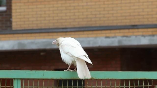 Белая ворона во дворе! смотреть онлайн