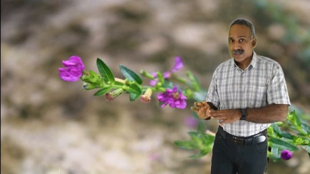 Cuphea Hyssopifolia- Bee Friendly Plant series 3 смотреть онлайн