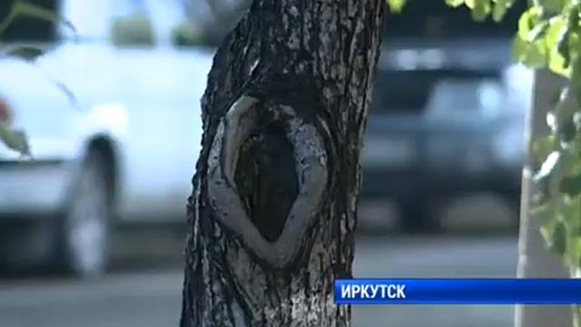 вредители на тополях