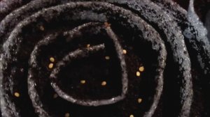 Физалис выращивание. Рассада физалиса. Physalis #1