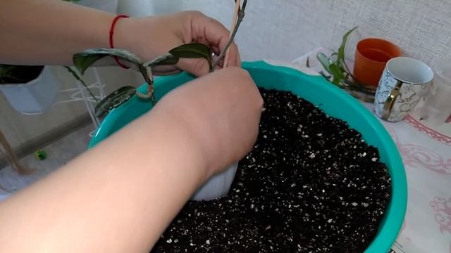 Мои комнатные растения  // Пересадка комнатных растений