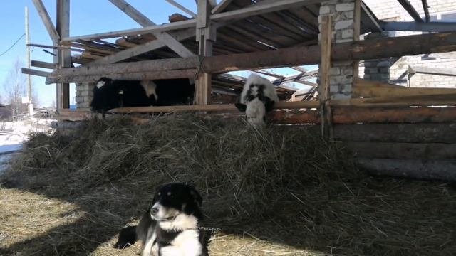 Кормление коров сеном.