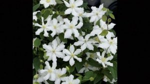 Клематис ARABELLA и НОВИНКА клематис WHITE ARABELLA