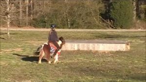 Munchkin's Video By Horse Of My Dreams