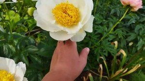 Півонія Мун оф Ніппон Moon of Nippon peony Місяць Японії півонія