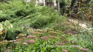 Очиток видный, уход за растением. Sedum prominent