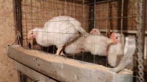 Вес бройлера в 45дней ??