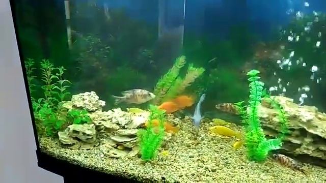 Панорамный аквариум с искусственными растениями смотреть онлайн