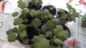 ПОЖЕЛТЕЛИ ЛИСТЬЯ ЧЕРЕНКОВ ХРИЗАНТЕМЫ.КАКАЯ ПРИЧИНА.УСТРАНЯЕМ ПРОБЛЕМУ.