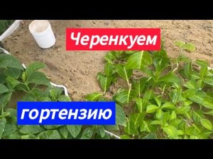 Черенкуем гортензи 20 августа 2024 г.