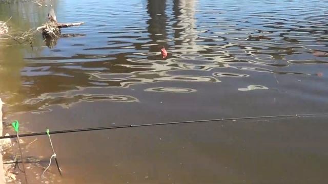 Ловим леща и подлещика на речке. смотреть онлайн