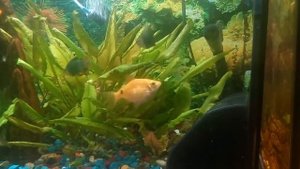 Рыбки "Тернеция" и "Петушок" в одном аквариуме. terneczeia fish lives amicably with fish Cockerel