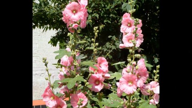 Цветы в нашем полисаднике \ Flowers from our garden смотреть онлайн