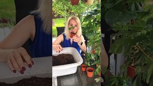 Размножение филодендрона (монстеры) и пассифлоры черенкованием