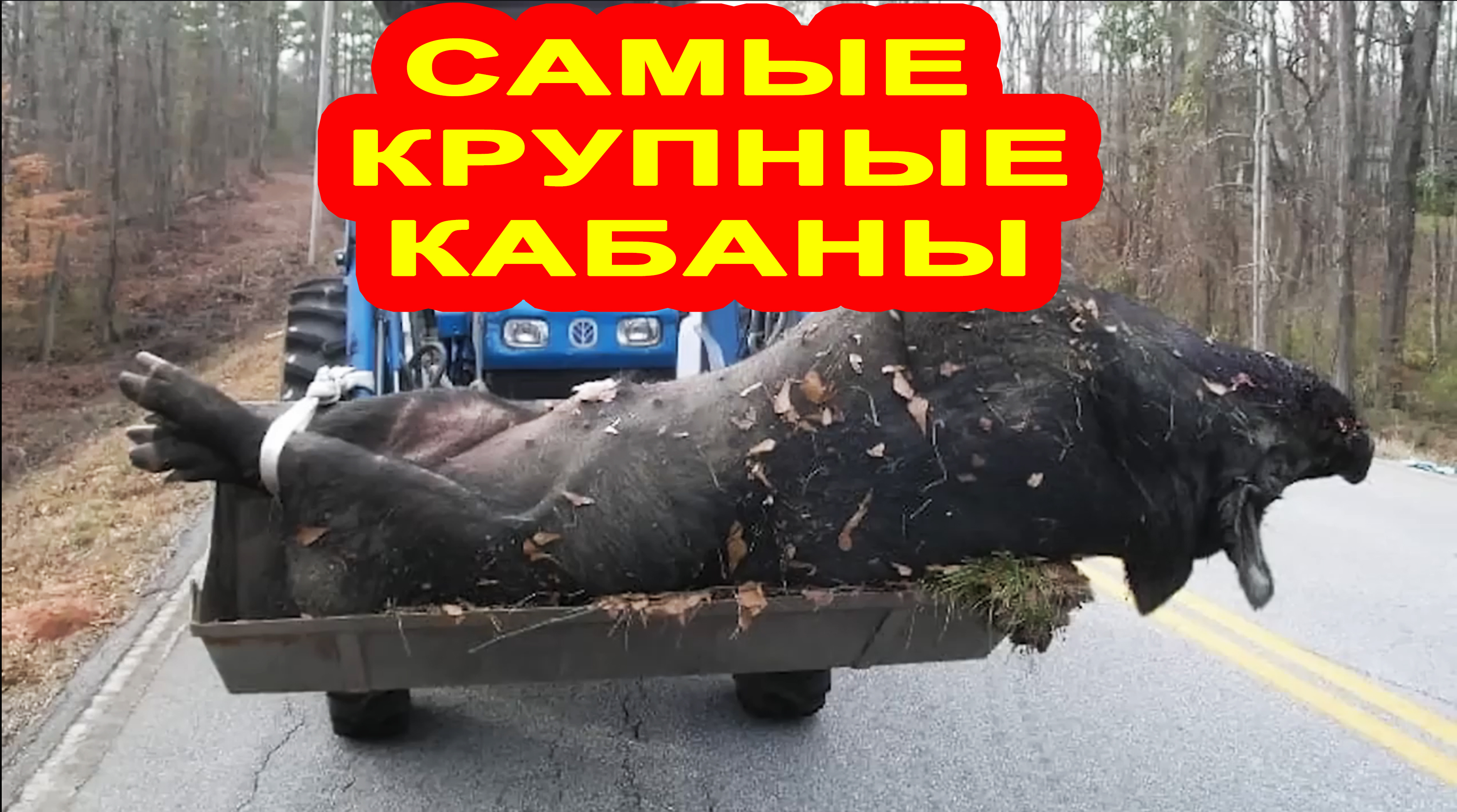 Это самый гигантский кабан, которого вы видели в своей жизни. смотреть онлайн