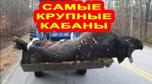 Это самый гигантский кабан, которого вы видели в своей жизни.
