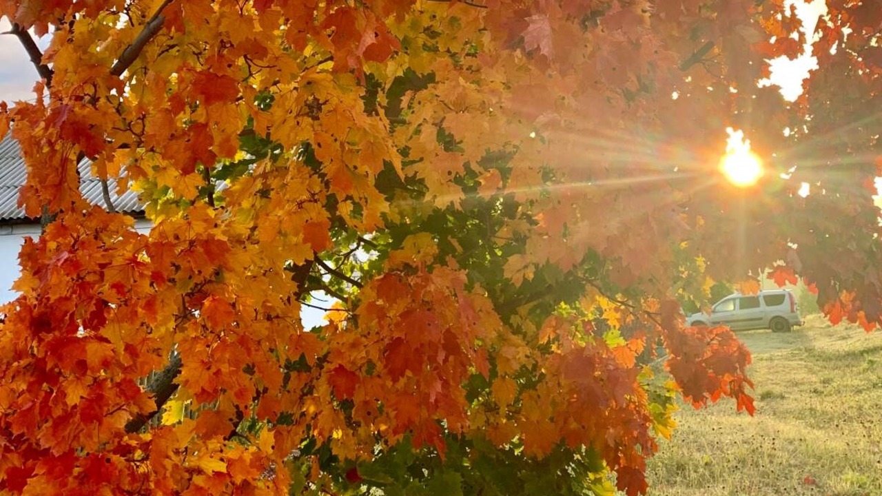 Кленовый лист смотреть онлайн