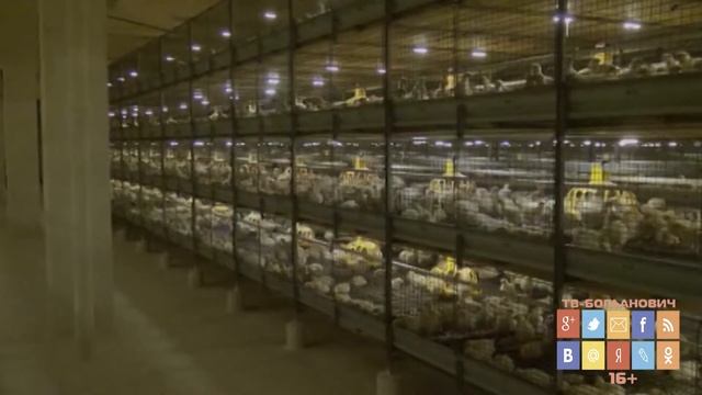 Сальмонеллез