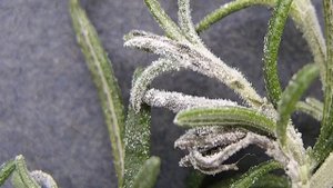 Розмарин — выращивание в квартире, уход