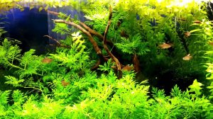 Аквариум с живыми растениями