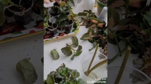 Черенкую бегонию Сенсацию🌸