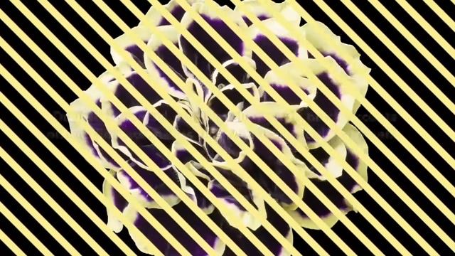 Petunia Mystical Midnight gold смотреть онлайн