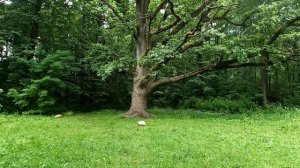 Петергоф Мартышкино Мордвиновка Сергиевка