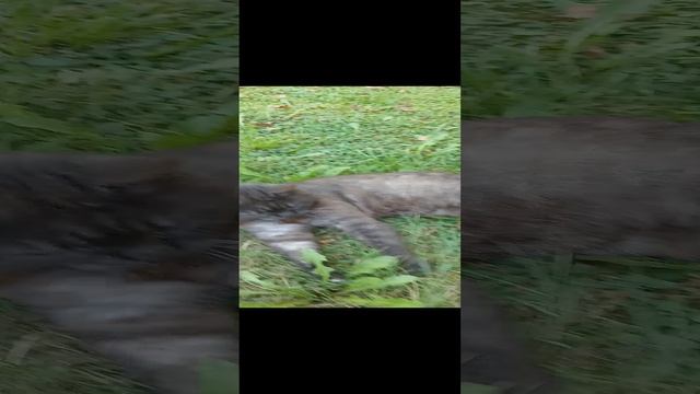 Мой сладкий Кувик #домашниелюбимцы #домашниеживотные #счастье