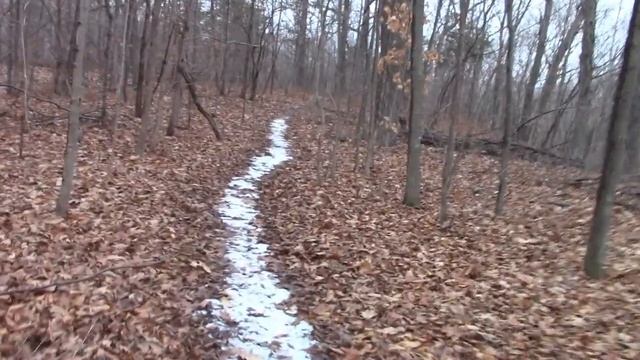 Tree Identification: Hackberry, Black Oak, Red Cedar смотреть онлайн