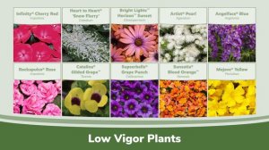 Plant Pairings and What Does Vigor Have to do With It