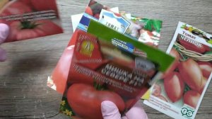 ?ТОМАТЫ, КОТОРЫЕ ВЫРАЩИВАЮ В ПОДМОСКОВЬЕ, В ОТКРЫТОМ ГРУНТЕ! ?БЕЗ ТЕПЛИЦЫ?