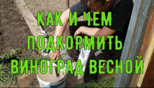 КАК И ЧЕМ ПОДКОРМИТЬ ВИНОГРАД ВЕСНОЙ