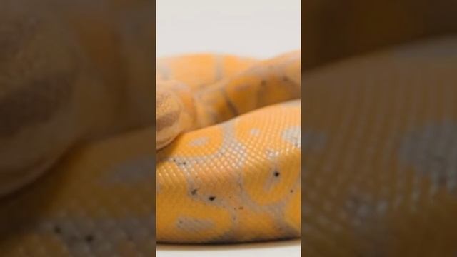 Banana Python/ Banana ball python/ most rare snake/ duniya ka sabse jahreela kela/ jahreela kela