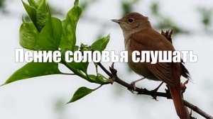 Видео 1 час Пение соловья. Звуки природы для глубокой релаксации, медитации, сна