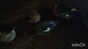 КАК ПРАВИЛЬНО ВЫБРАТЬ МУСКУСНЫХ УТОК НА ПЛЕМЯ?//ГДЕ ЛУЧШЕ ИХ ПРИОБРЕСТИ?//ОТВЕТЫ.