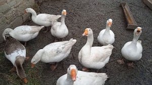 Гуси породы Линда