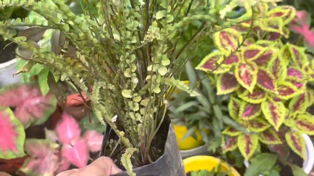 August plant shopping with rates|Plants at Rs 20😱Monsoon plant haul| 7 plants bellow Rs 300 ☘️🪴🌧 смотреть онлайн