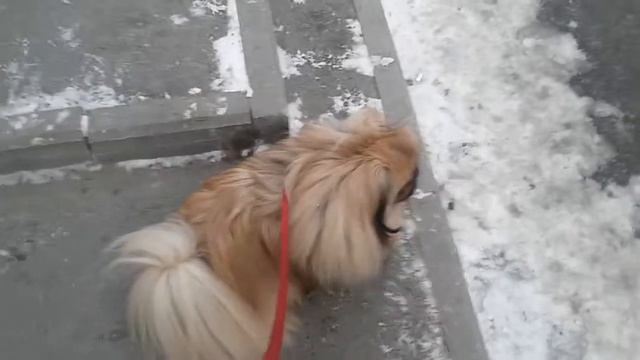 Коди пытался убежать от ребенка. смотреть онлайн